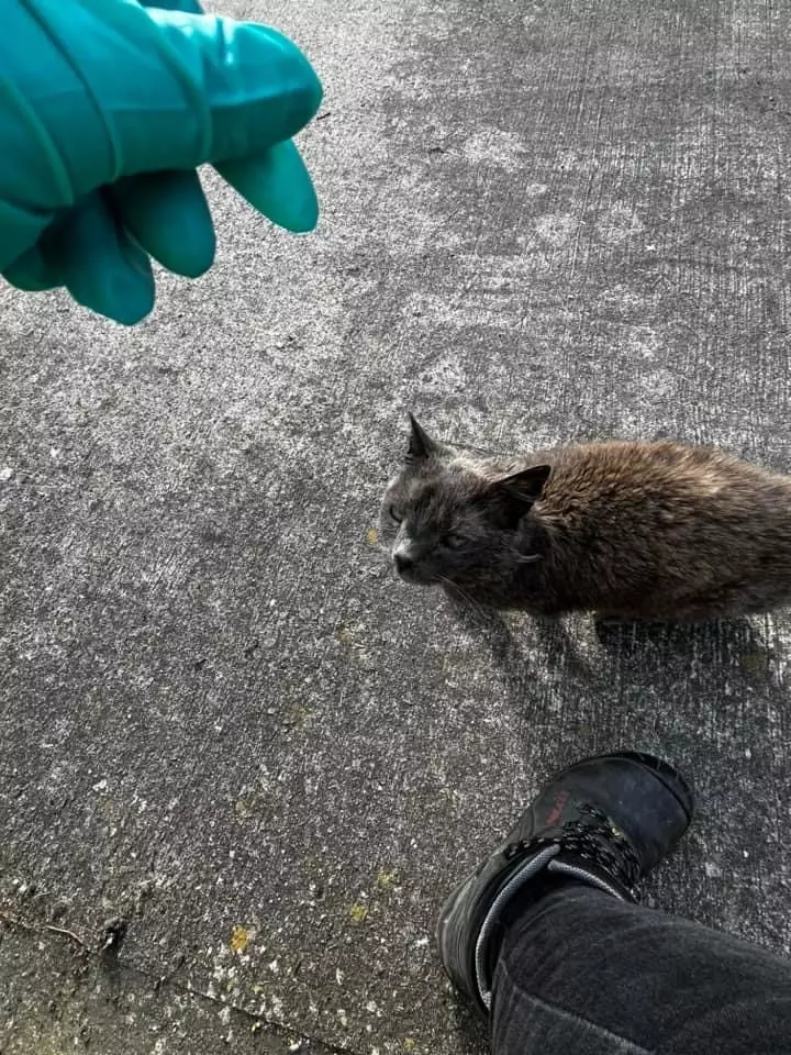 Blu the grey cat found at Bidston Recycling Centre by staff