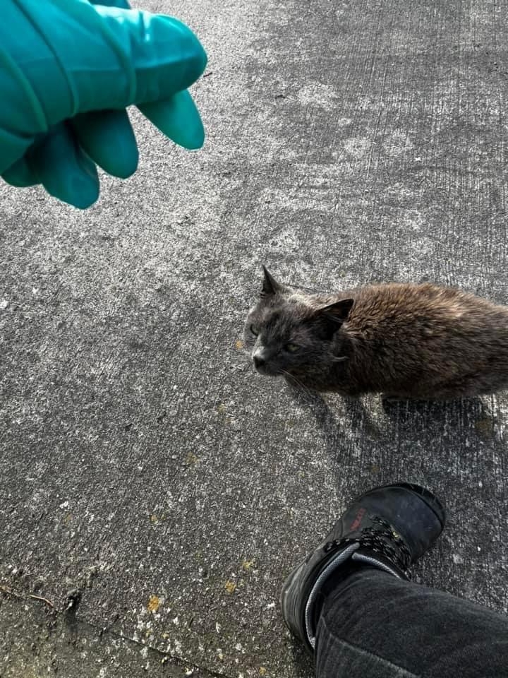 Blu the grey cat found at Bidston Recycling Centre by staff